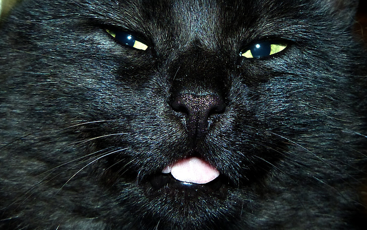 kočka, Blacky, černá, kočka domácí, kočičí oči, důvěřivý, obličej