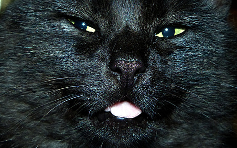 gato, Blacky, negro, gato doméstico, ojos de gato, emprendedor, cara