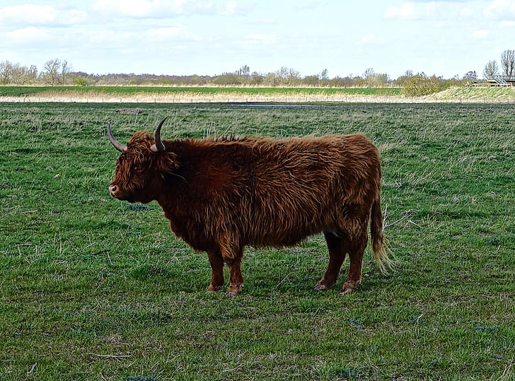 Highland корова, бык, крупный рогатый скот, волосатые, Шотландский, коричневый, крупный рогатый скот