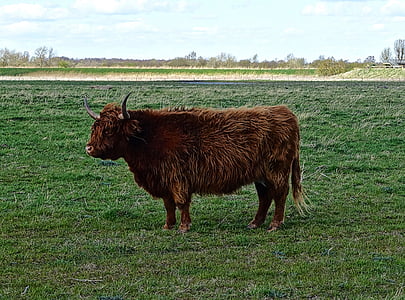 vaca das terras altas, touro, gado, peludo, escocês, marrom, bovina
