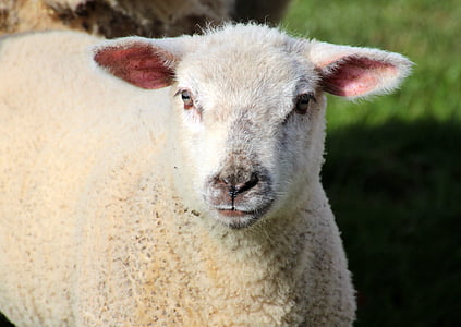 moutons, agneau, blanc, Schäfchen, animaux, printemps, Sweet