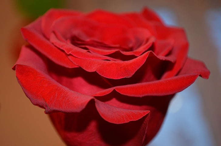 Róża, kwiat, makro, czerwona róża, kwiaty, róże, piękny kwiat