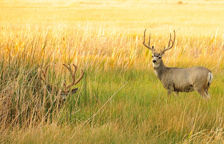 jelen mule, Bucks, parohy, voľne žijúcich živočíchov, Príroda, muži, vonku