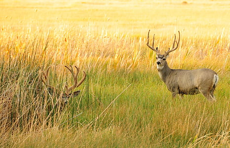 mule deer, bucks, antlers, wildlife, nature, males, outdoors
