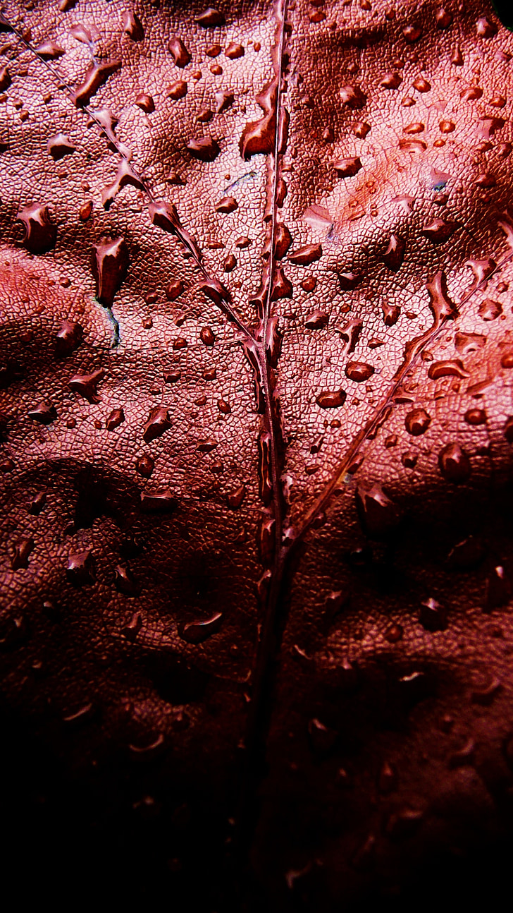 red, leaf, water, drops, droplets, droplet, macro