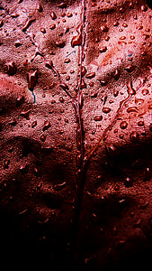 Red, frunze, apa, picături, droplet-uri, picătură, macro