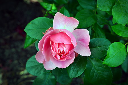 rose, blossom, bloom, pink rose, flower