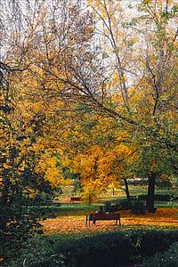 efterår, falder, løv, træer, offentlig park, Rumænien, landskab