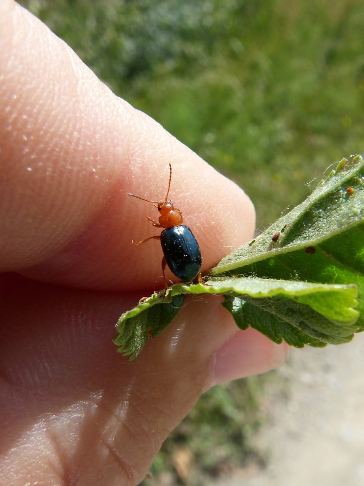 beetle, coleoptera, black and orange, tiny, insect