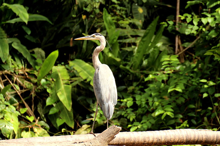 Heron, Canada heron, Tortuguero, Parcul Naţional, Costa Rica, america centrală, tropicale
