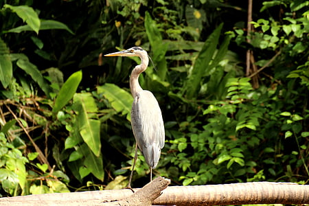 Heron, Kanada heron, Tortuguero, Národný park, Kostarika, Stredná Amerika, Tropical