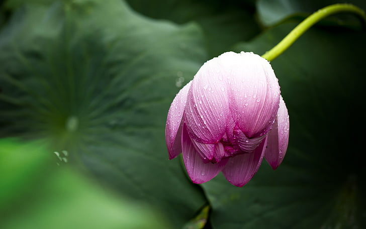 Lotus, lotosový list, Příroda, květiny, zelenost, závod, květ