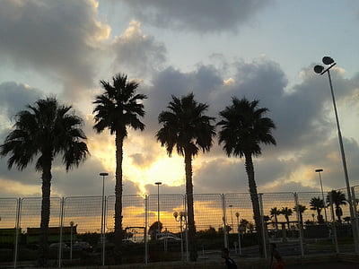 палмови дървета, облак, 4 palm, залез, небе, светлина, цвят