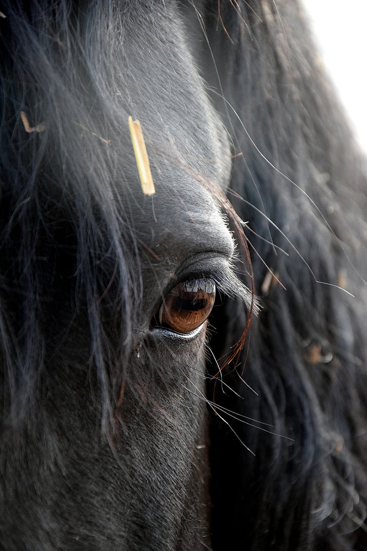 Friese, ló, szem, fej, fekete, egy állat, állati test része