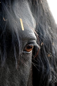 フリーゼ, 馬, 目, 頭, ブラック, 1 つの動物, 動物の身体の部分