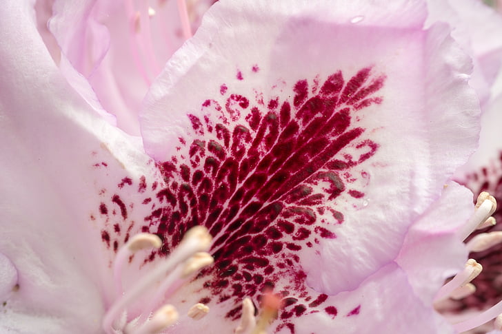 Rhododendron, kvet, kvet, Petal, Bush, jar, ružová