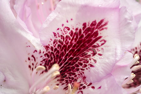 Rhododendron, zieds, Bloom, ziedlapas, Bušs, Pavasaris, rozā
