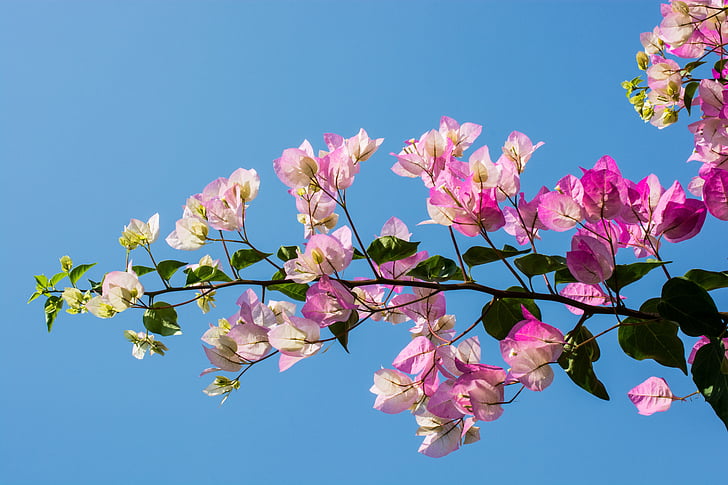 blossom, bloom, flower, pink, close