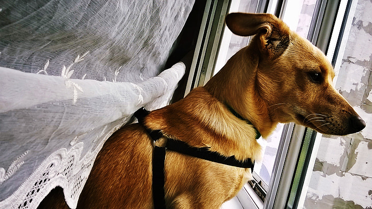 dog, window, rain
