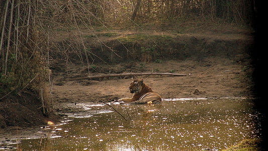 Wild, volně žijící zvířata, Tygr, Příroda, zvířata, Safari, divoké zvíře