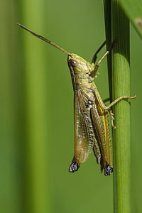 grasshopper, insect, macro, grass, nature, green, meadow