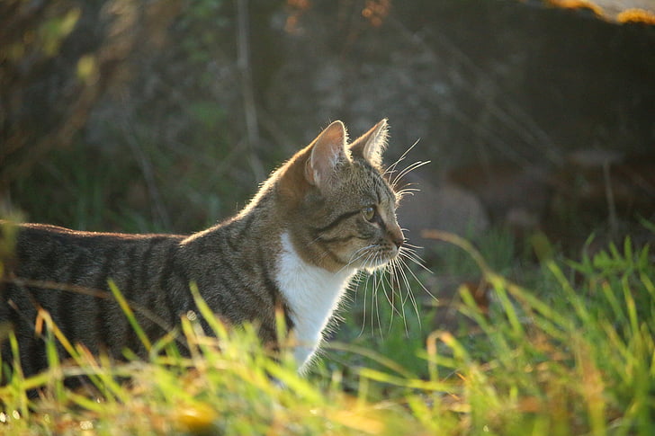 katten, høst, gresset, kveldslys, Tiger katt, innenlands cat