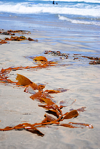 海藻, 海滩, 海洋, 植物