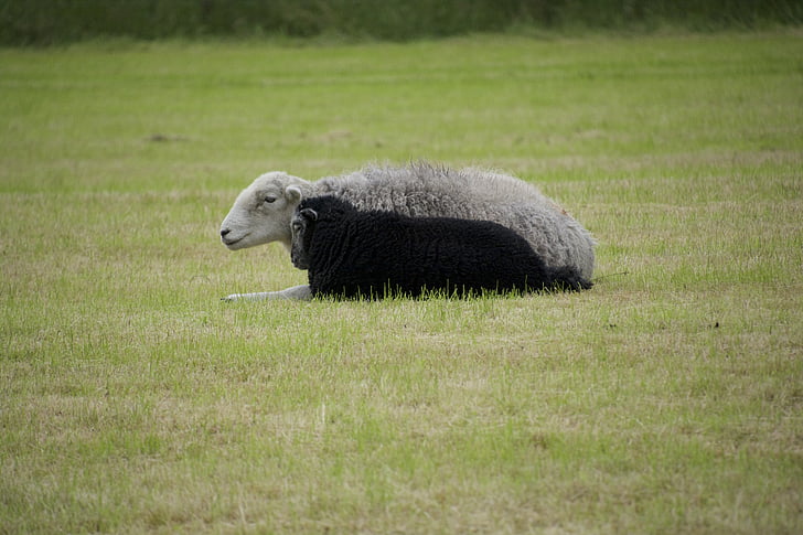 schapen, zwart, wit, lam, wol, schattig, platteland