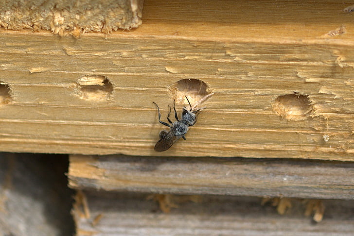 insekt, okänd insekt, fluga, Stäng, makro, Wing, nära håll view