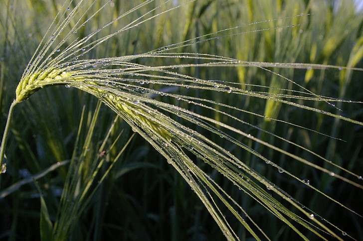 Благодатните, morgentau, роса, пшеница, жито поле, влажна, капково