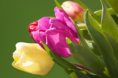 tulipán, csokor, tavaszi, természet, virágok, schnittblume, Blossom