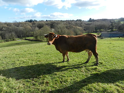 金髪の牛, 草, 動物