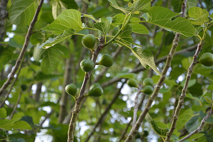 смокиново дърво, дърво, смокиня, природата, зеленина, листа, клон