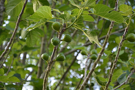 fig tree, tree, fig, nature, foliage, leaves, branch