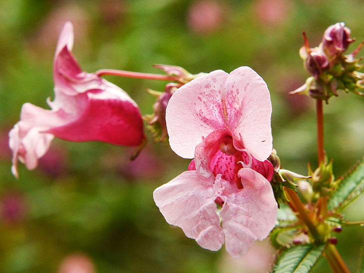 indiai springkraut, nebáncsvirág, éves, Wild flower, piros tavaszi gyógynövény, rózsaszín, Blossom