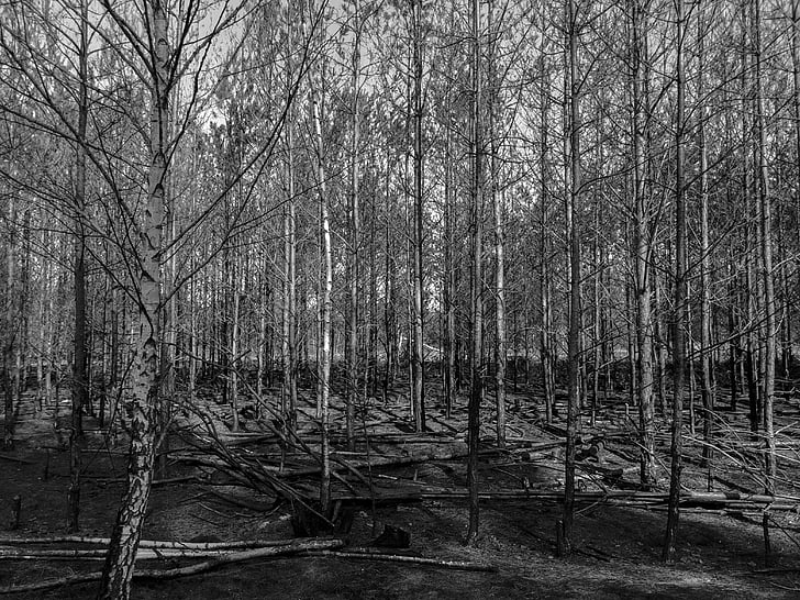 forest, black and white, tree, burned, trees, grove