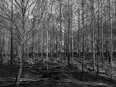skogen, svart och vitt, träd, brände, träd, Grove