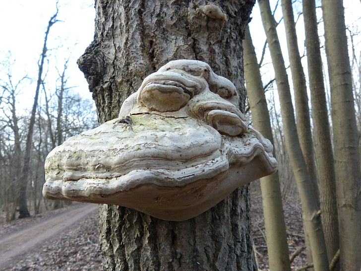 fungo de árvore, árvore, cogumelo, cara, Bill, fungo na árvore, esponjas de árvore