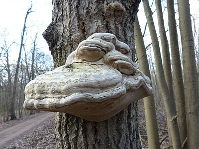 tree fungus, tree, mushroom, face, bill, fungus on tree, tree sponges