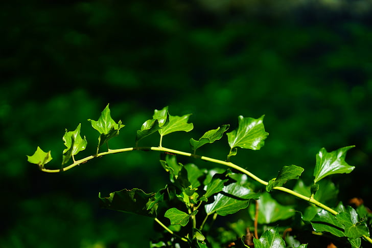 břečťan, Ivy větev, větev, listy, zelená, Flora, Příroda