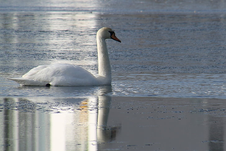 swan, winter, natural, frost, water, lake, ice cream