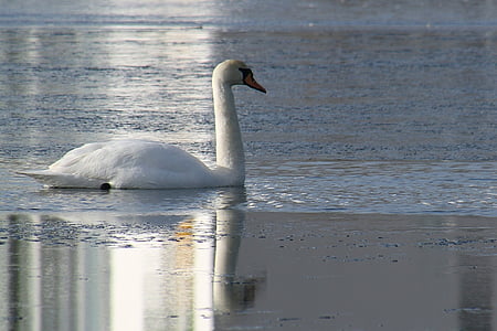 Swan, iarna, naturale, Frost, apa, Lacul, inghetata