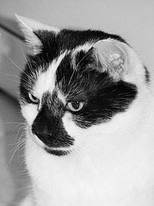 mačka, mačji, živali, Domača žival, mačka oči, pet, črno-bel