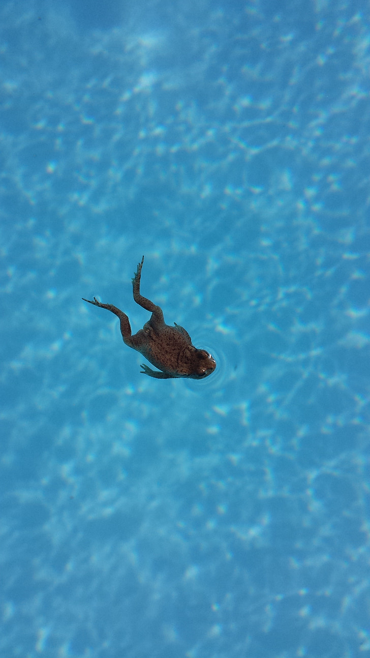 frog, swimming pool, swimming, animals, amphibian, summer, drown