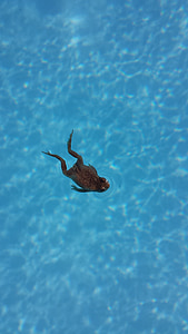 Kurbağa, Yüzme Havuzu, Yüzme, hayvanlar, Amfibi, Yaz, boğulmak