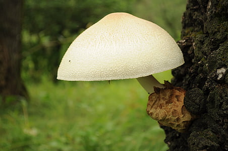 mushrooms, white, large, woods, woody, wooden, tree