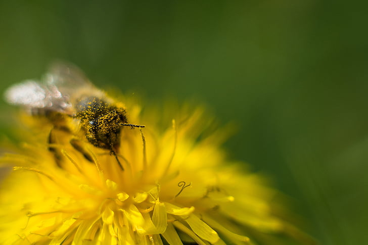 пчела, Глухарче, цвете, цветен прашец, пчелен мед, затвори, Блосъм