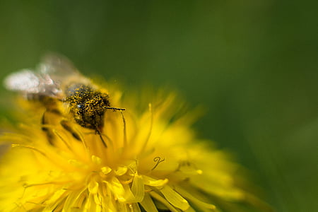 Bee, maskros, blomma, pollen, honungsbiet, Stäng, Blossom