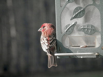 house finch, bird feeder, close-up, bird, fly, wings, feather