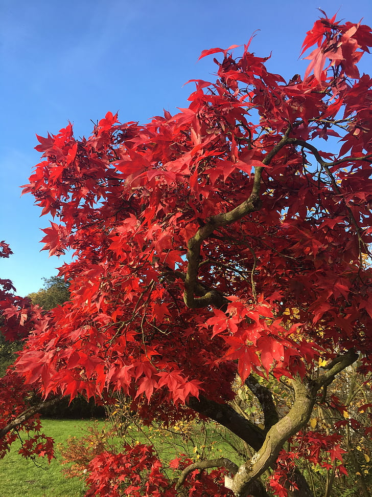 hösten, röd, Anläggningen, Park, träd